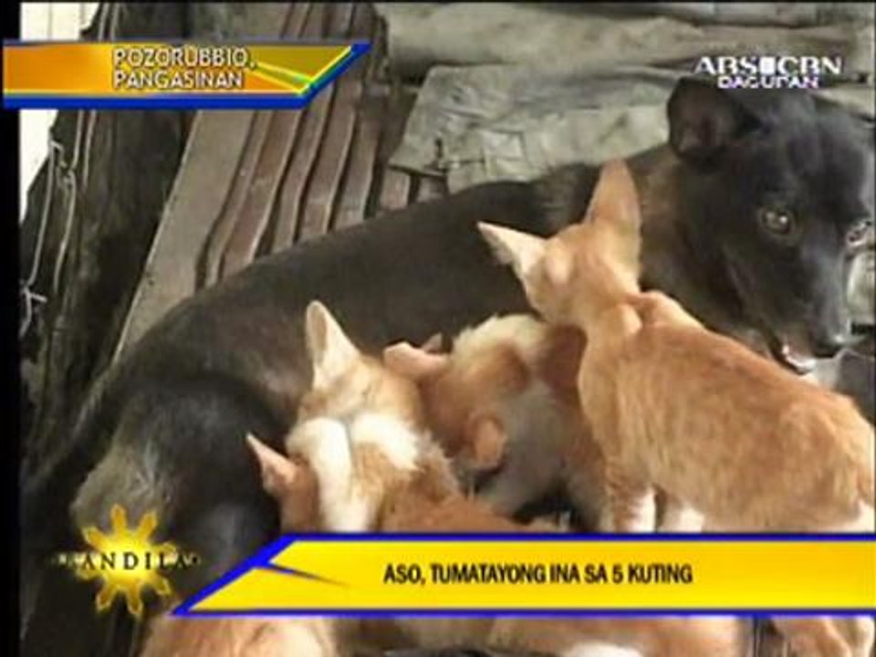 French couple adopts gorilla