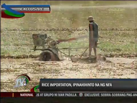 Congress to investigate excessive rice imports