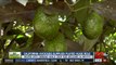 Ag Report: Avocado crop winding down, production down for grain crops