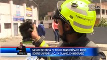 Menor se salva de morir tras caída de árbol sobre vehículo en Chimborazo