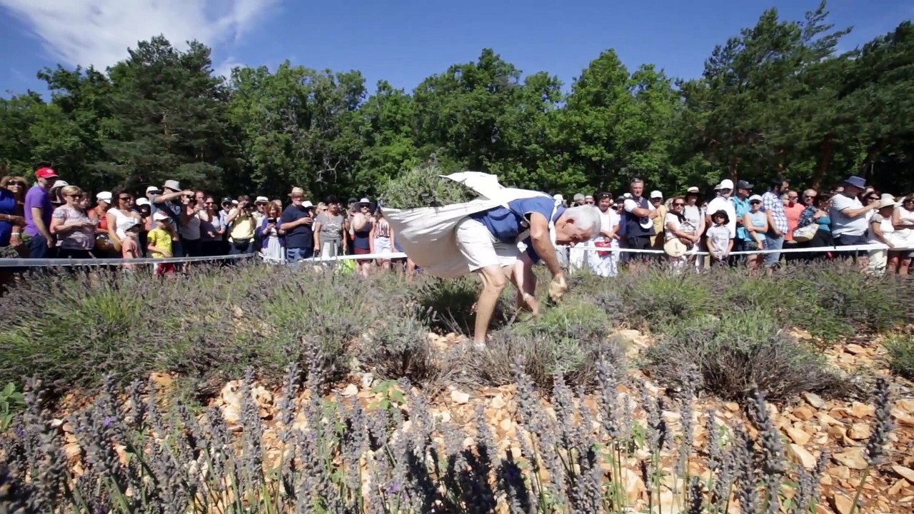 Sault : la lavande, or bleu de Provence, fait sa fête