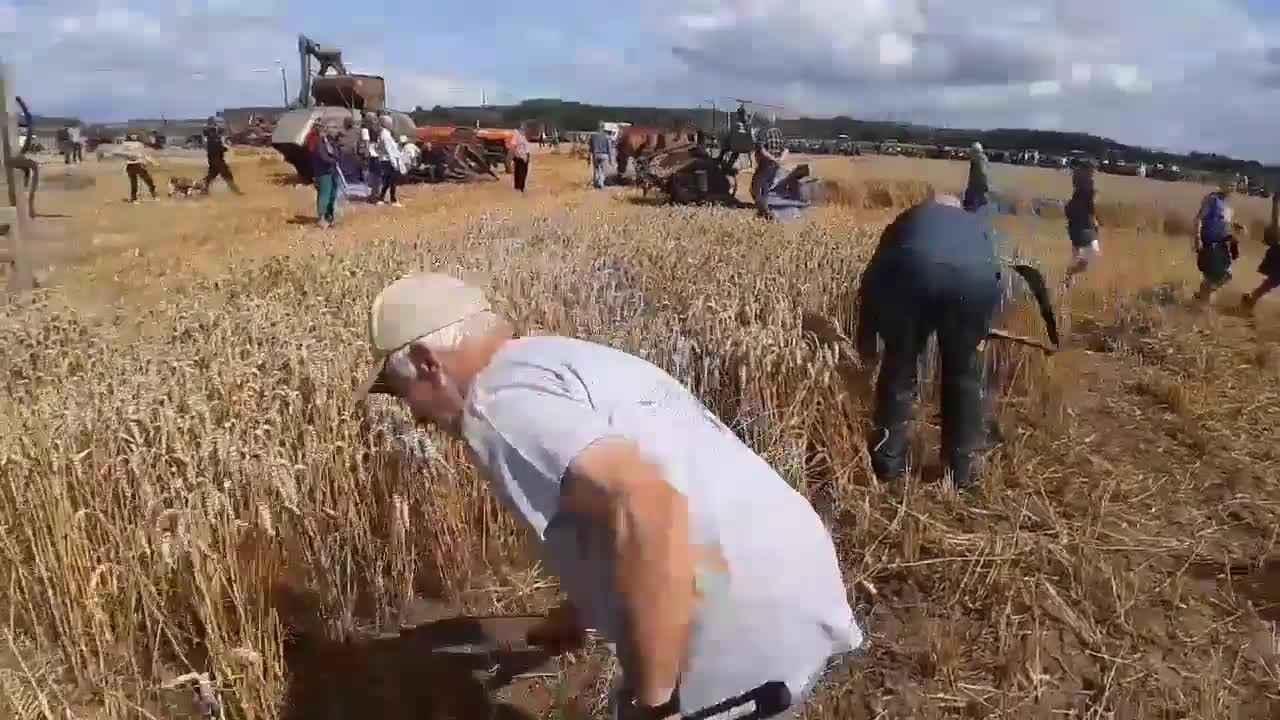 La moisson à l'ancienne à la fête de la moisson à La Glanerie