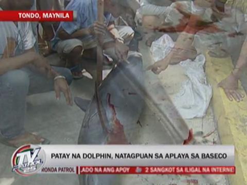 Dolphin found dead in Baseco