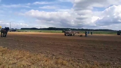 De nombreuses activités à la fête de la moisson à l'ancienne de La Glanerie