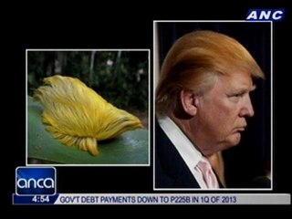 Rare caterpillar compared to Donald Trump's hair
