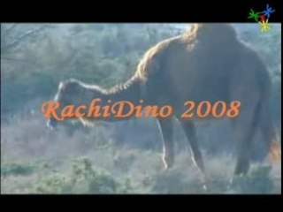 ahmed abaamrane "ighyad ornmon..."