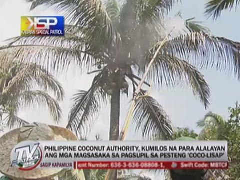 Kabayan Special Patrol: How to prevent 'Coco-lisap' infestation
