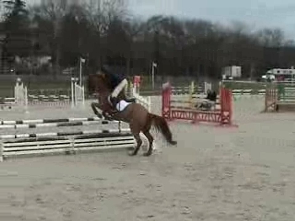 PONEY, JAVA BLEUE IS BACK