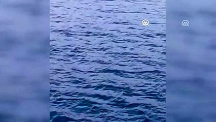 Balık tutmak için açıldığı körfezde domuzla karşılaştı