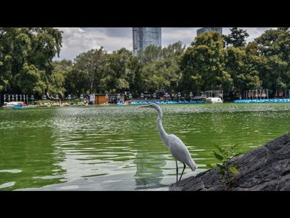 Bosque de Chapultepec gana medalla de oro como...