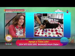 Casa Lux, el refugio de perros enfermos y discapacitados | Sale el Sol