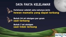 Indonesia Kaya Spesies Kelelawar