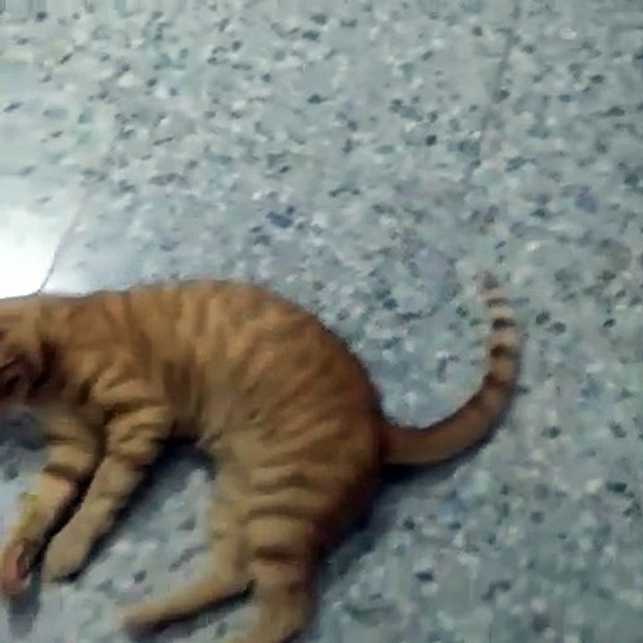 Oyuncu Kedi