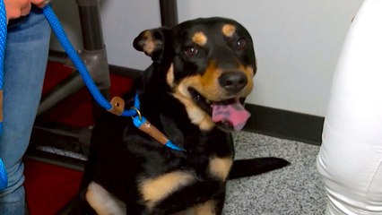 Yavapai Humane Society Clear The Shelter Event