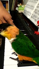 Bird Joins in on Piano Playing