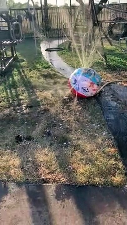 Capuchin Monkey Keeps Cool with Sprinkler