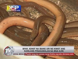 'Kiwets' pestering farmers in Nueva Vizcaya