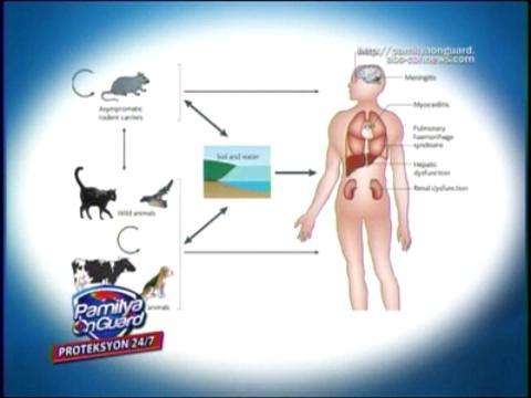pamilyaonguard-OTHER MAMMALS' URINE CAN ALSO CAUSE LEPTOSPIROSIS: EXPERTS