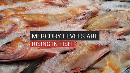 Mercury Levels Are Rising In Fish