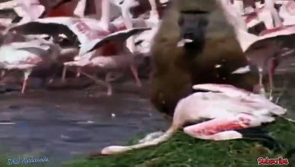 단원출장안마 -후불100%ョOiOE7685E6221｛카톡PP888｝  단원전지역출장안마 단원오피걸 단원출장마사지 단원안마 단원출장마사지 단원콜걸샵⾻ぺ㌴