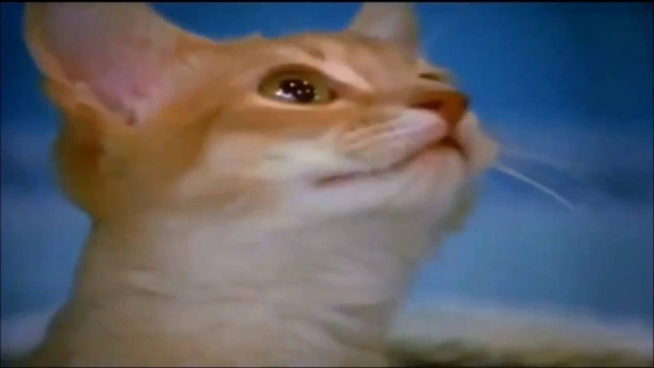 video nº5 - neighborhood animals V2 (2004)