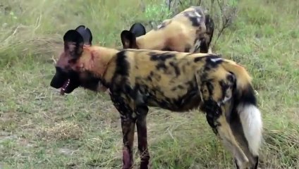 영주출장안마 -후불1ØØ%ョØ7ØE7575E0054｛카톡USA16｝ 영주전지역출장마사지 영주오피걸 영주출장안마 영주출장마사지 영주출장안마 영주출장콜걸샵안마 영주출장아로마 영주출장⊀ぁ⻛