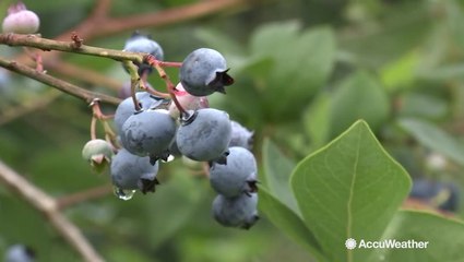 Certainly not blue while picking berries