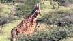 Gentle giraffes threatened with 'silent extinction'