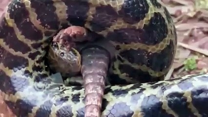 봉화출장안마 -후불100%ョOiOE7685E6221｛카톡USA51｝  봉화전지역출장안마 봉화오피걸 봉화출장마사지 봉화안마 봉화출장마사지 봉화콜걸샵⊀∴≘