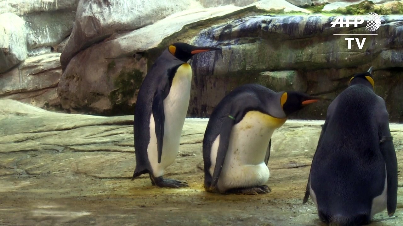 Pareja gay de pingüinos adopta un huevo en el zoo de Berlín