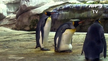 Pareja gay de pingüinos adopta un huevo en el zoo de Berlín