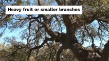 Causes of Damaged Tree Branches