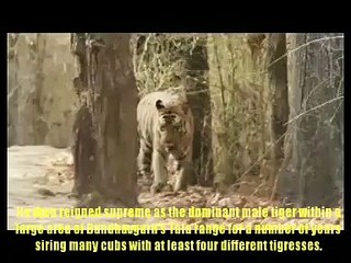 One of the famous tigers of Bandhavgarh B2