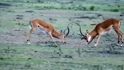 동작출장안마 -후불1ØØ%ョØ7ØE7575E0054｛카톡USA16｝ 동작전지역출장마사지 동작오피걸 동작출장안마 동작출장마사지 동작출장안마 동작출장콜걸샵안마 동작출장아로마동작출장샵∼㌗≋