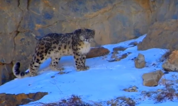 Snow Leopard of the Himalaya: most magnificent cat