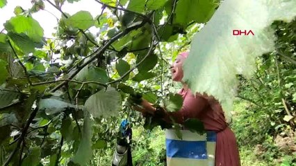 ORDU Kadın fındık işçilerinin zor mesaisi