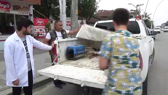 Bilinçsiz avcıların vurduğu leylekler bundan sonra göç edemeyecek