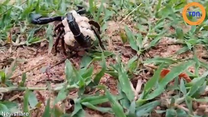 Cette maman scorpion sa balade avec tous ses enfants sur le dos !