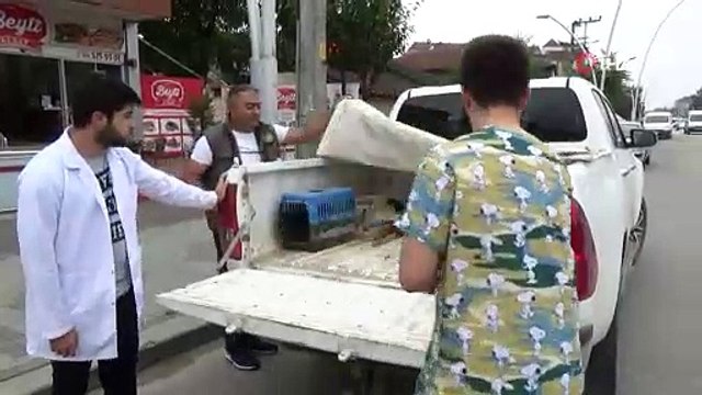 Avcıların vurduğu leylekler bundan sonra göç edemeyecek