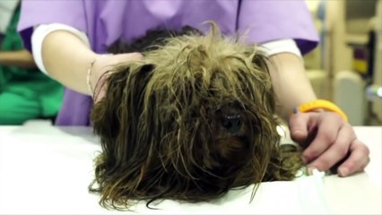 AMAZING TRANSFORMATION RESCUED DOG YORKSHIRE TERRIER - Criadero clandestino en España