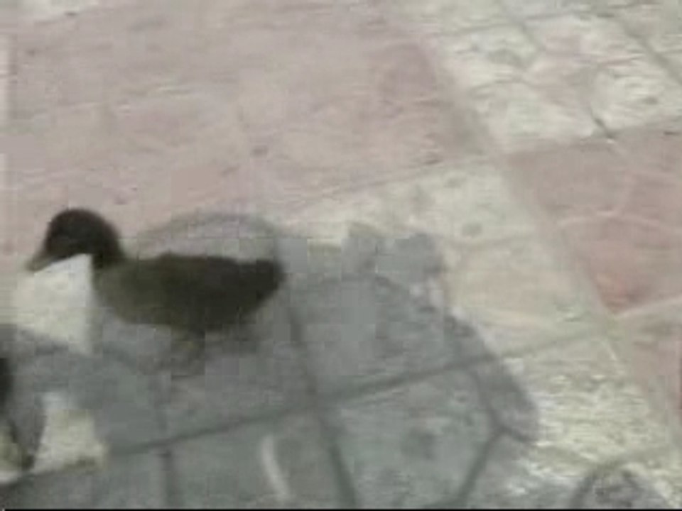 le caneton et le chiot