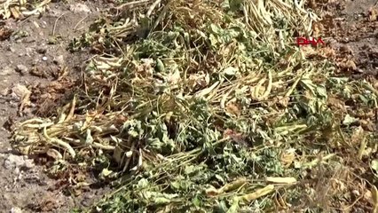 Niğde'de fasulye hasadı başladı