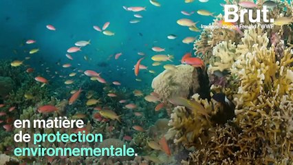 Tubbataha, l'un des récif les mieux préservés au monde