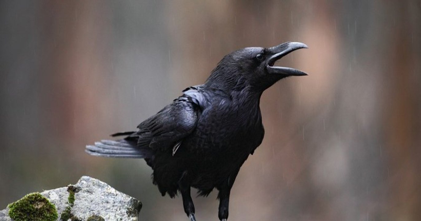 Venu du Paris, un couple de touristes porte plainte après s'être fait attaquer par une corneille