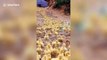 Cute overload! Thousands of adorable ducklings waddle down to pond