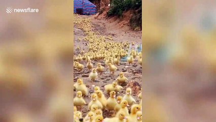 Cute overload! Thousands of adorable ducklings waddle down to pond