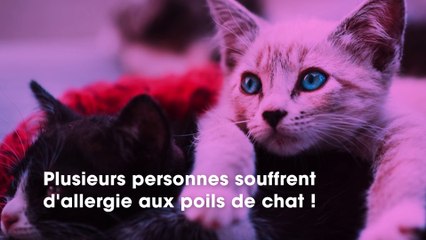Des chercheurs ont trouvé un vaccin contre les allergies aux chats