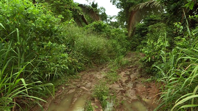 Noruega bloquea ayuda para la Amazonía por deforestación en Brasil