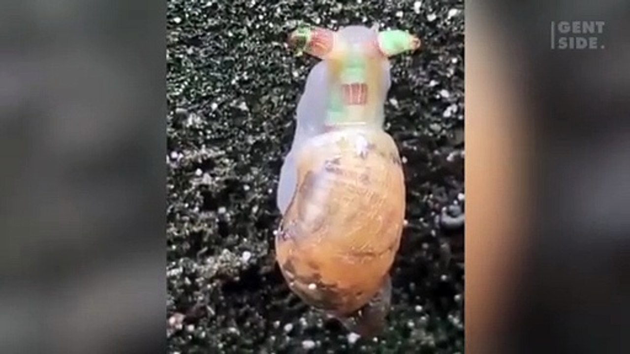 “Caracol zombie”, la increíble especie luminosa descubierta en Taiwán