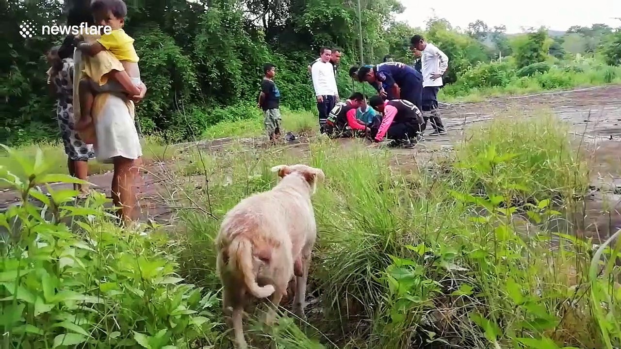 Mother dog cries for help and watches anxiously as her five trapped puppies are rescued in Thailand